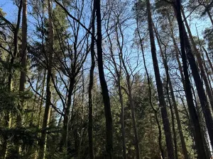Prodej lesa, Libějice, 17252 m2
