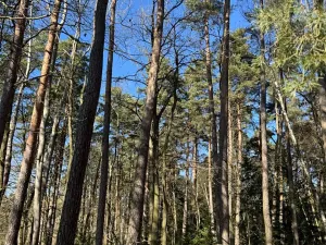 Prodej lesa, Libějice, 17252 m2