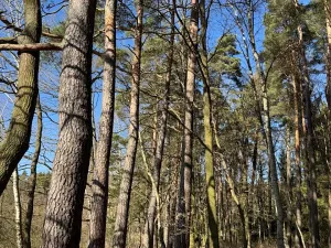 Prodej lesa, Libějice, 17252 m2
