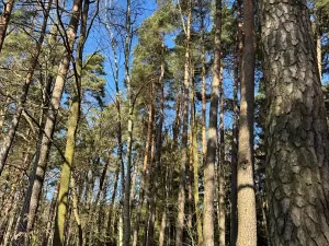 Prodej lesa, Libějice, 17252 m2