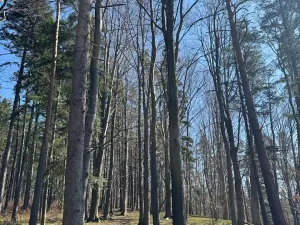 Prodej lesa, Kunčice pod Ondřejníkem, 7144 m2