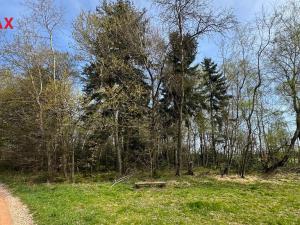 Prodej lesa, Spálov, 25088 m2