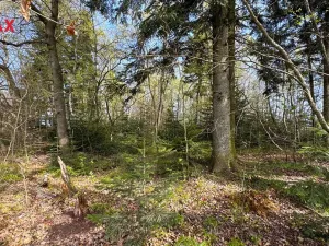 Prodej lesa, Spálov, 25088 m2
