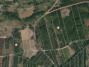 Prodej lesa, Jetětice, 79500 m2