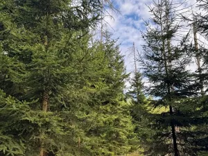 Prodej podílu lesa, Předín, 3446 m2