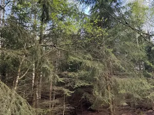 Prodej podílu lesa, Předín, 3446 m2