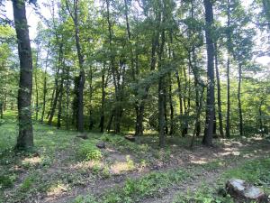 Prodej lesa, Roštění, 2228 m2