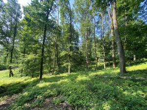 Prodej lesa, Roštění, 2228 m2