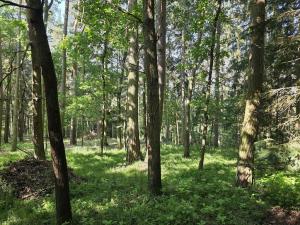 Prodej lesa, Kozlovice, 10280 m2