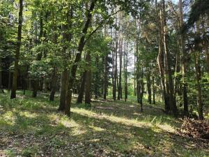 Prodej lesa, Kozlovice, 10280 m2