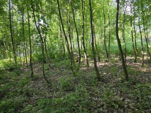 Prodej lesa, Kozlovice, 10280 m2