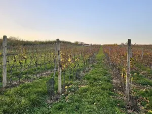 Prodej pozemku pro bydlení, Starý Poddvorov, 800 m2