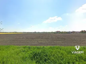 Prodej podílu pole, Běrunice, 1601 m2