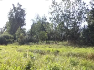 Dražba louky, Přešťovice, 828 m2