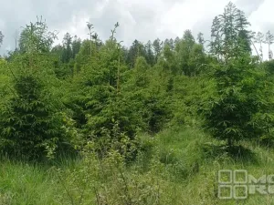 Prodej lesa, Městečko Trnávka - Lázy, 42338 m2