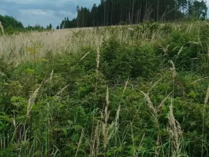 Prodej lesa, Městečko Trnávka - Lázy, 42338 m2