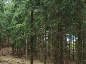 Prodej lesa, Městečko Trnávka - Lázy, 42338 m2