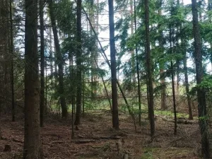 Prodej lesa, Městečko Trnávka - Lázy, 42338 m2