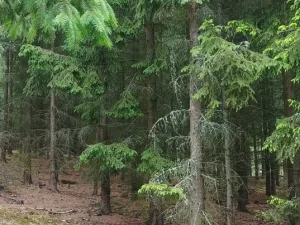 Prodej lesa, Městečko Trnávka - Lázy, 42338 m2