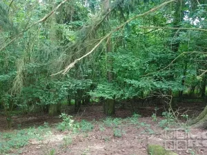 Prodej lesa, Městečko Trnávka - Lázy, 42338 m2