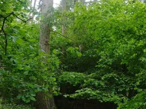 Prodej lesa, Městečko Trnávka - Lázy, 42338 m2