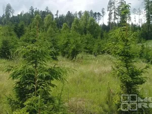 Prodej lesa, Městečko Trnávka - Lázy, 42338 m2