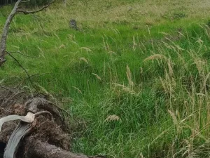 Prodej lesa, Městečko Trnávka - Lázy, 42338 m2