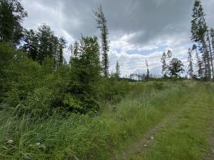 Prodej lesa, Pravonín, 12439 m2