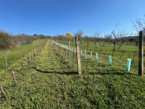 Prodej sadu/vinice, Strážnice, 4353 m2