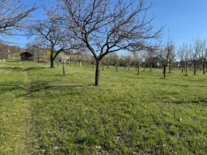 Prodej sadu/vinice, Strážnice, 4353 m2