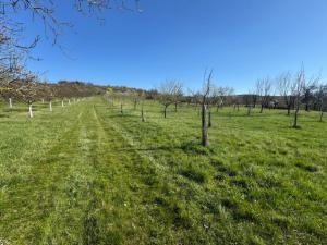 Prodej sadu/vinice, Strážnice, 4353 m2
