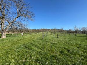 Prodej sadu/vinice, Strážnice, 4353 m2