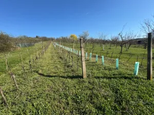 Prodej sadu/vinice, Strážnice, 4353 m2