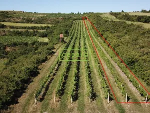 Prodej sadu/vinice, Starovice, 2166 m2