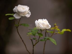 Prodej zahrady, Plzeň - Doubravka, 379 m2