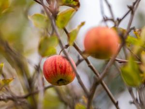 Prodej zahrady, Plzeň - Doubravka, 379 m2