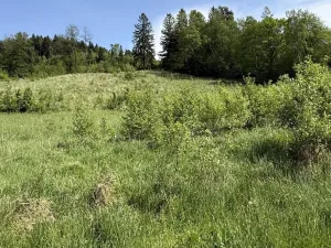 Prodej louky, Záhorovice, 3640 m2
