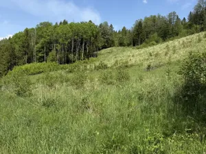 Prodej louky, Záhorovice, 3640 m2