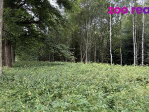 Prodej louky, Vejprty, 3188 m2