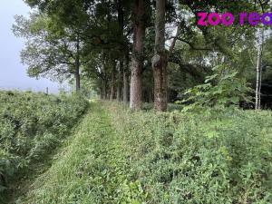 Prodej louky, Vejprty, 3188 m2