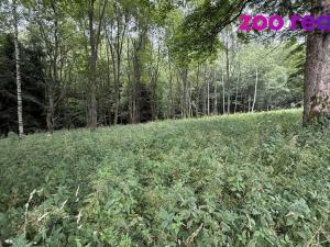 Prodej louky, Vejprty, 3188 m2