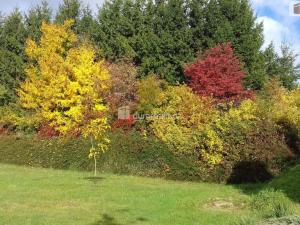 Prodej pozemku pro bydlení, Řendějov - Nový Samechov, 1981 m2