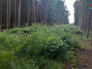 Prodej lesa, Bernartice - Zběšice, 3179 m2