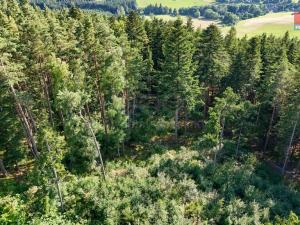 Prodej lesa, Petrovice u Sušice - Maršovice, 15707 m2