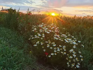 Prodej rodinného domu, Česká Ves, Úzká, 280 m2