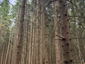 Prodej podílu lesa, Bavorov, 11201 m2