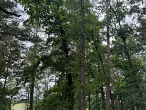 Prodej podílu lesa, Bavorov, 11201 m2