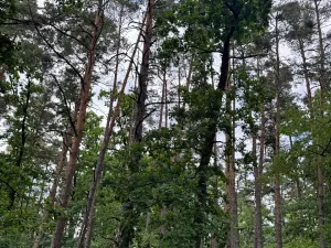 Prodej podílu lesa, Bavorov, 11201 m2