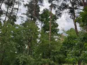 Prodej podílu lesa, Bavorov, 11201 m2