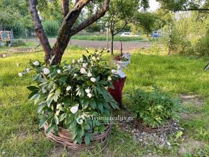 Prodej zahrady, Znojmo, 2238 m2